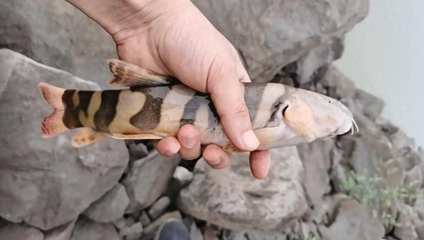 张志磊被卡巴耶尔KO,奥门香港免费资料大全,决策资料解释落实_标清版V13.49